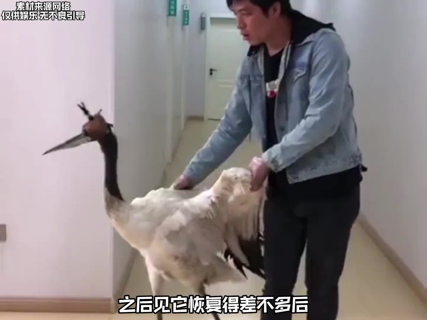 血肉苦弱，机械飞升！