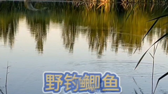 野钓鲫鱼