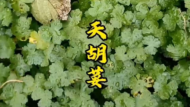 天胡荽