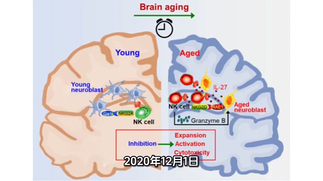 免疫细胞加速正常脑衰老的机理#希诺赛细胞存储