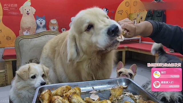 鸡腿吃饱套餐 瑞瑞干了18个鸡腿 整盘