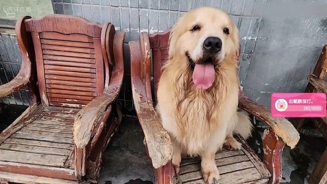 哈瑞耳朵一动一动的太可爱了