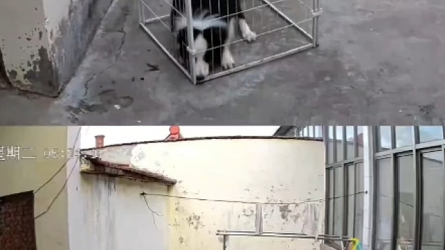 临时有事，把边牧关进高围栏里，会发生什么？