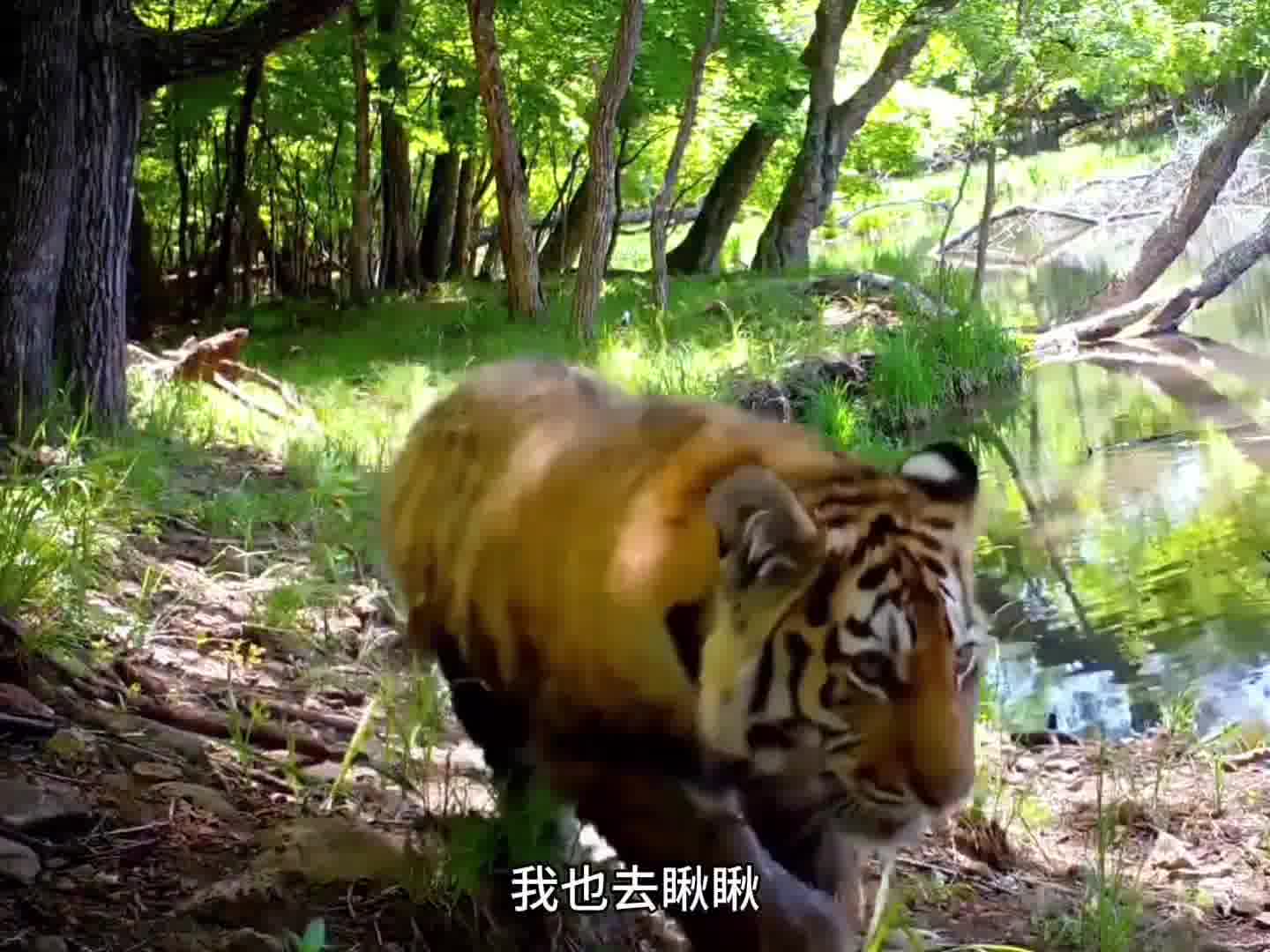 虎爸爸的幸福生活