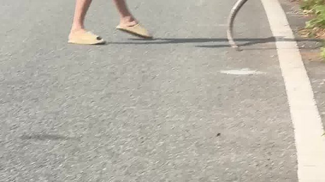 路上看到一条好大蛇过马路，掉头回去看，这蛇刚准备钻草，前面这大哥就把它尾巴揪住，跟它进行一番搏斗，先是把它狂甩，然后把它头打昏装袋子里了