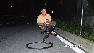 眼鏡王蛇后續(xù)