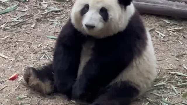 一起去美美的旅游咯!