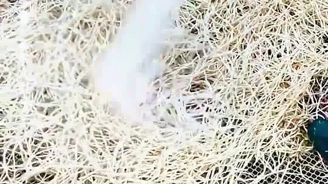 在高压水枪的冲击下，拔地而起的白色草根，被冲洗得很干净