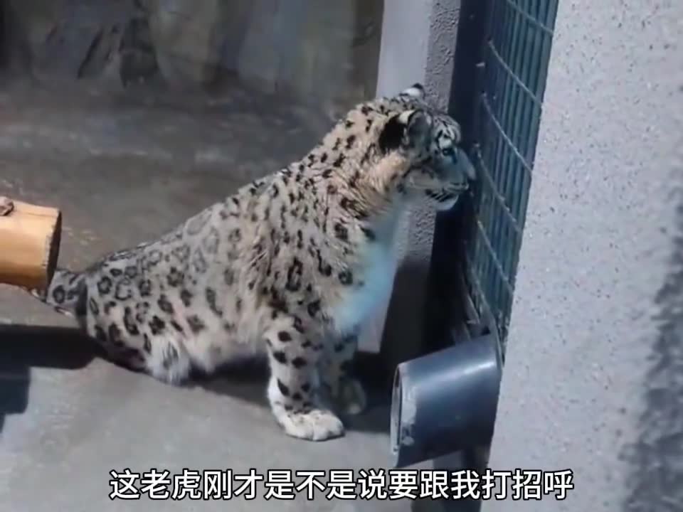 隔壁同事是老虎这不扯吗！