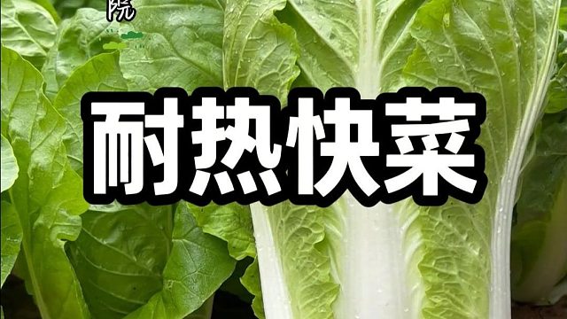 天热要想种白菜，那就试试快菜#耐热快菜