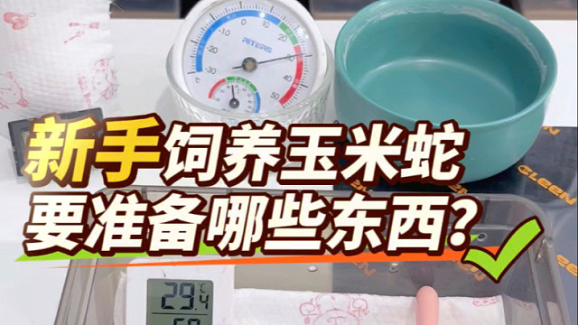 玉米蛇如何饲养