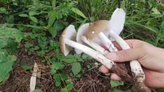 这样吃鸡枞才叫爽