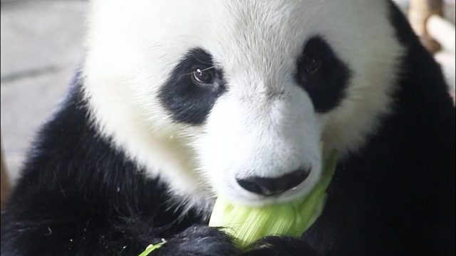 星愿对玉米是真爱呐~