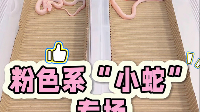 打包粉色玉米蛇