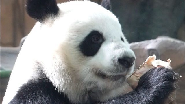 夏练三伏？猫猫只懂吃了就睡