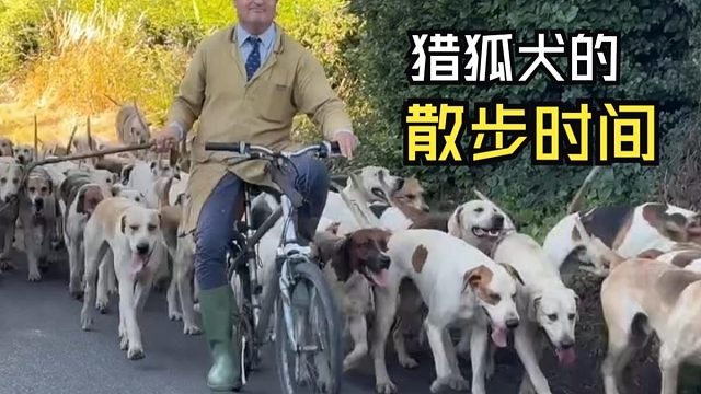 那些让人惊叹的动物视频！