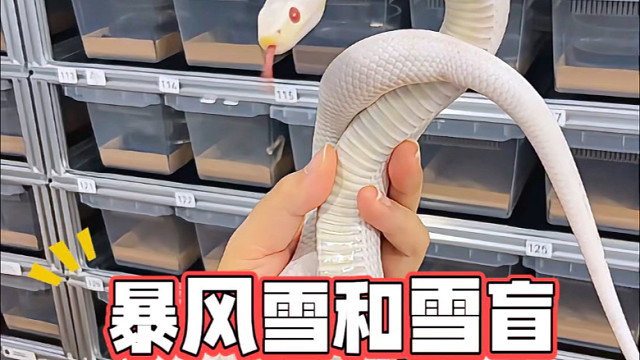暴风雪和雪盲玉米蛇的区别