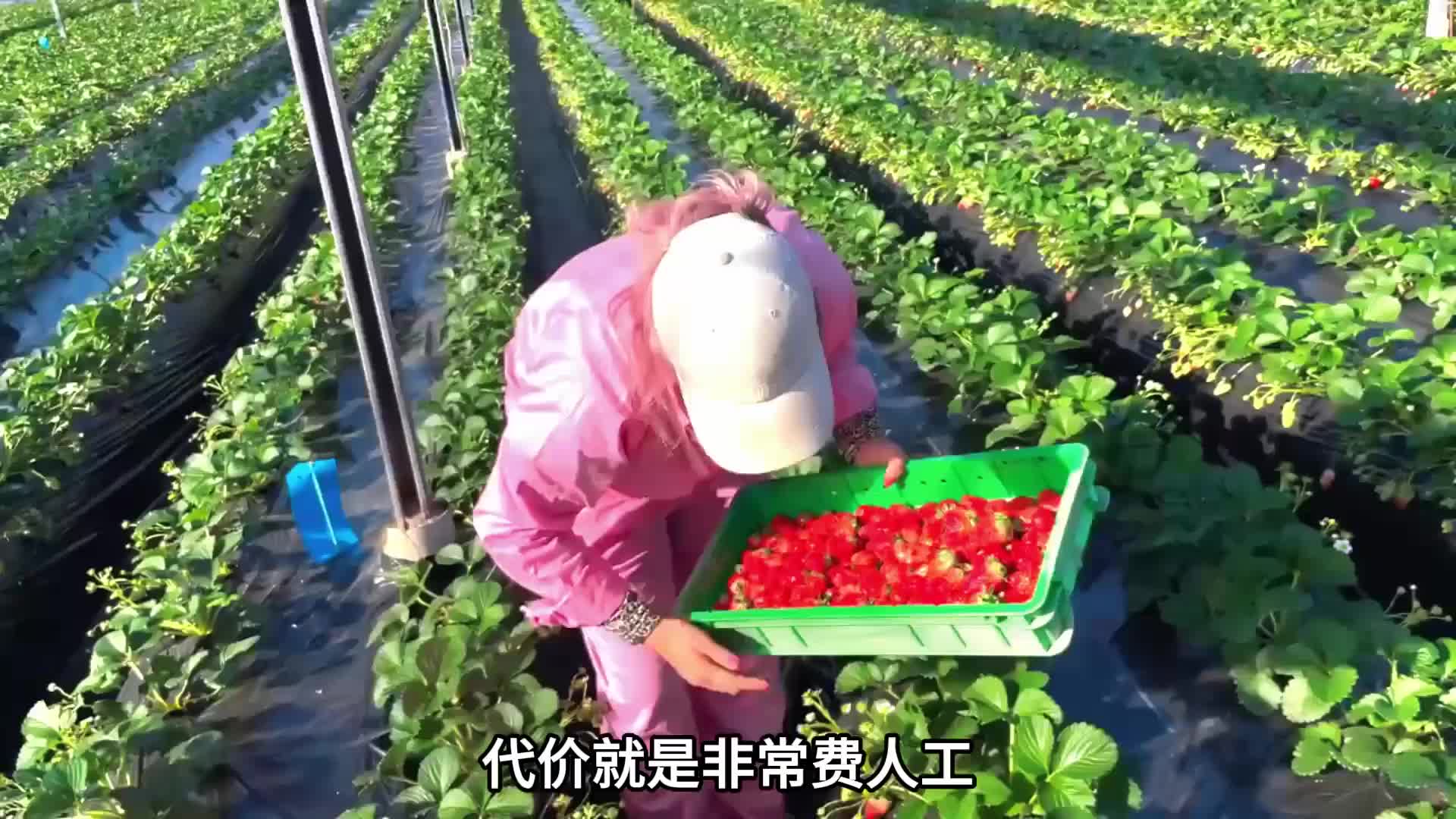 年轻农村女孩，放弃都市高薪去种草莓