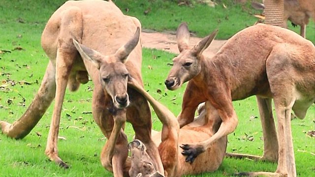 ：哼不玩了，你们以多欺少不讲武德