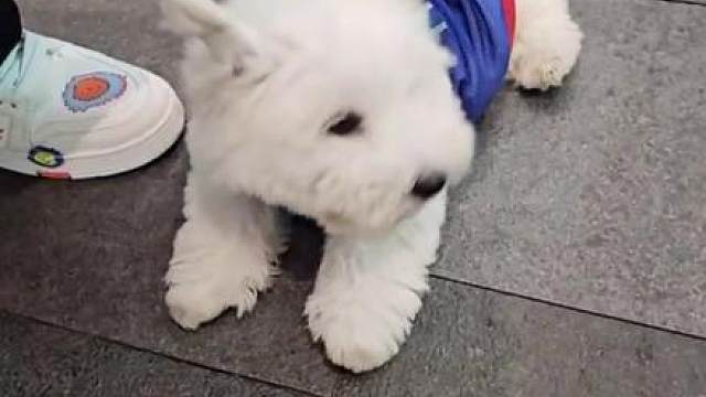 小懒狗图少出街咯#小小小酷哥 #西高地 #组织1995