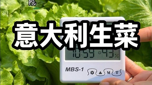 别再种普通生菜了，试试意大利生菜吧#意大利生菜