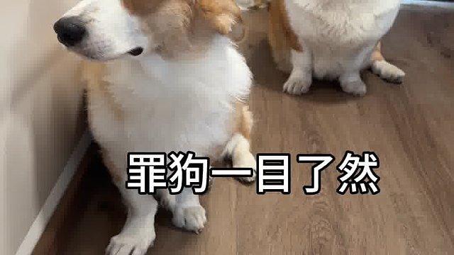 罪狗一目了然！