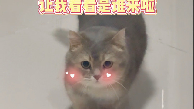 素谁在“打扰”小猫喝水