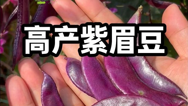 这种豆角种一颗就吃不清#紫眉豆