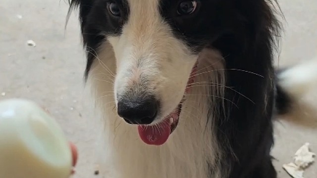 好久没吃水煮鸡蛋了，边牧暖暖眼神都拉丝了。
