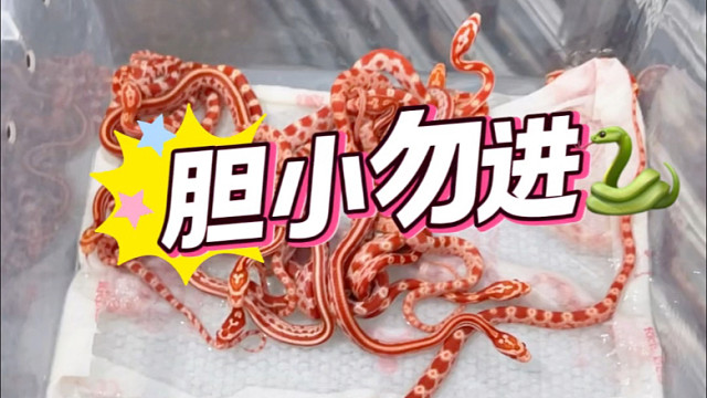 一窝可爱的玉米蛇出壳啦