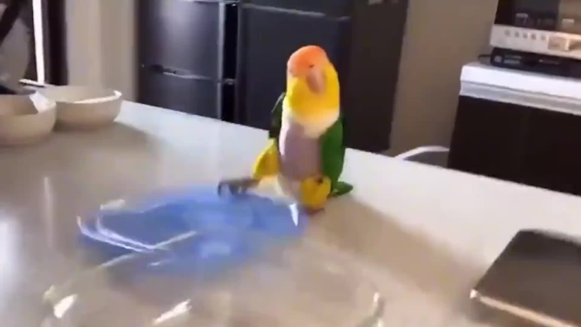 鹦鹉界的走地鸡，金头凯克鹦鹉