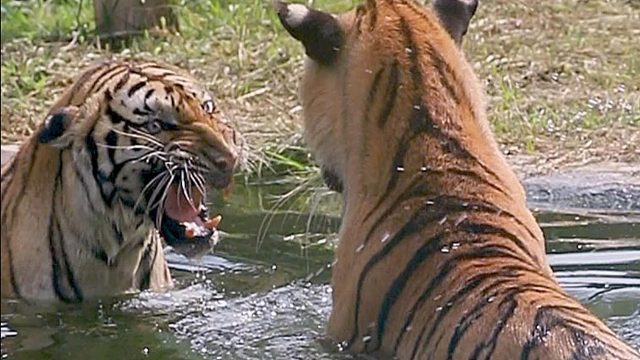 正所谓输虎不输阵，这气势可不能少