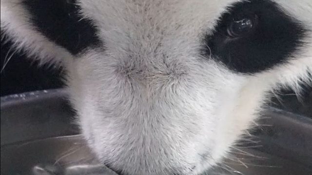 公主熊喝水也很优雅噢~