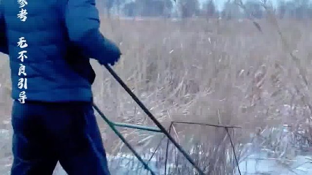 为何在冰冷的冬季收割芦苇，这项艰辛的工作并不简单