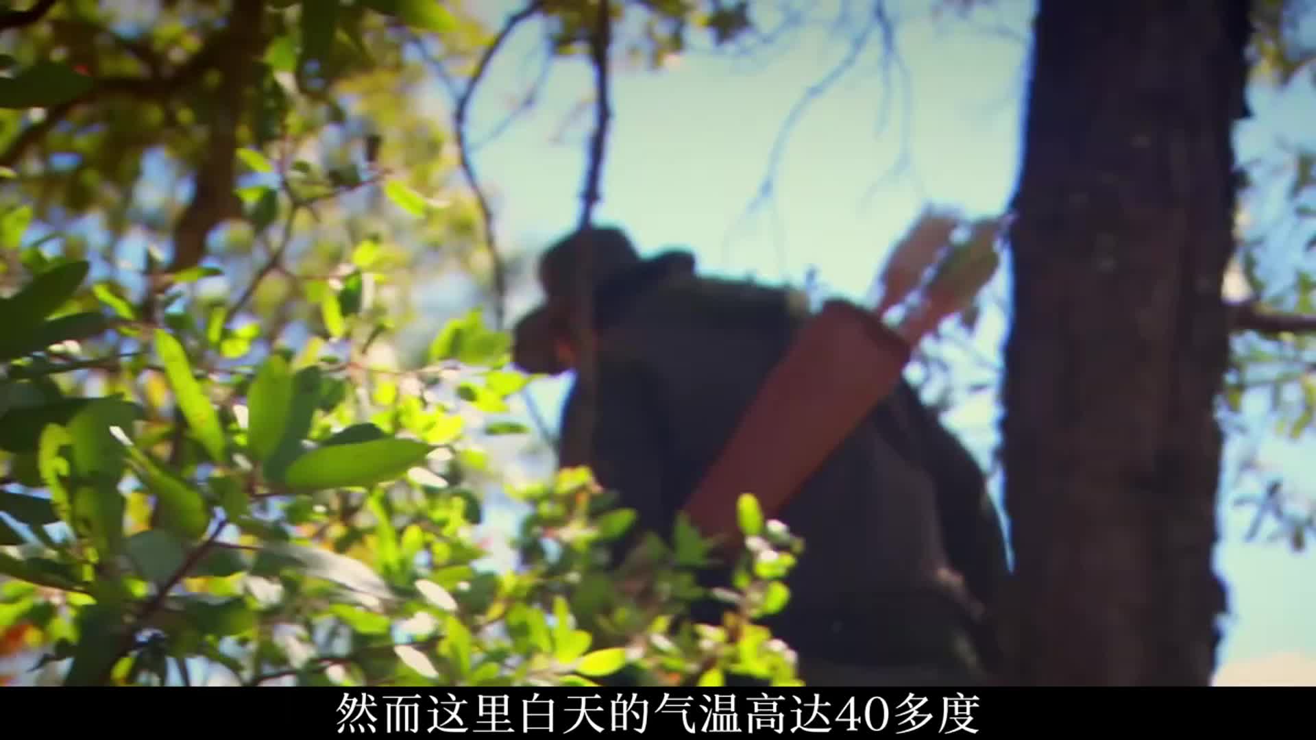 猎人和厨子墨西哥青铜峡谷荒野求生，捕获凶猛浣熊，吃上肥美的火鸡肉!(1)