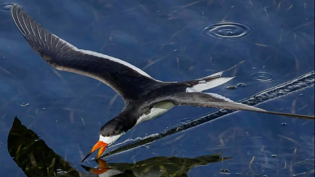 黑剪嘴鸥：一种相当新颖的捕鱼方式。