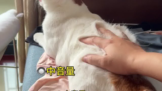 嘿嘿嘿嘿猫儿这个好玩