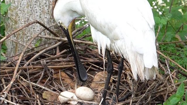 鸟妈,这蛋怎么就碎了