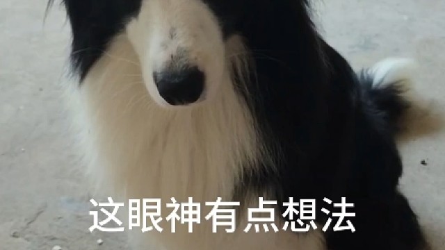 老活新整，养边牧的乐趣。