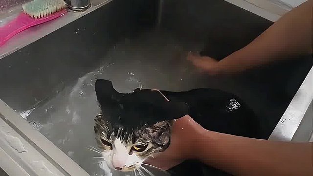 流浪猫第一次洗澡被打实录