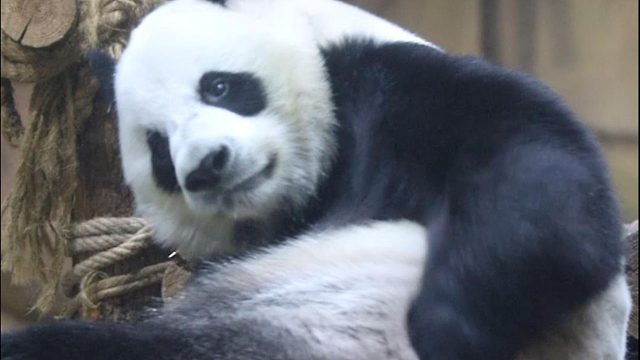 小生不才，一曲青花瓷献给各位