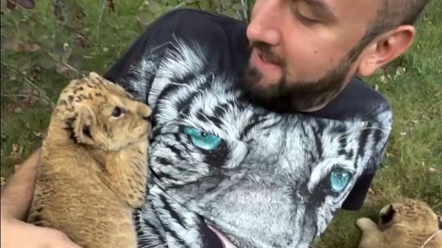 小狮子宝宝：就要男妈妈！