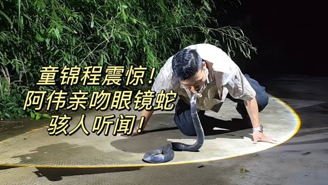 童锦程震惊！阿伟亲吻眼镜蛇 骇人听闻！