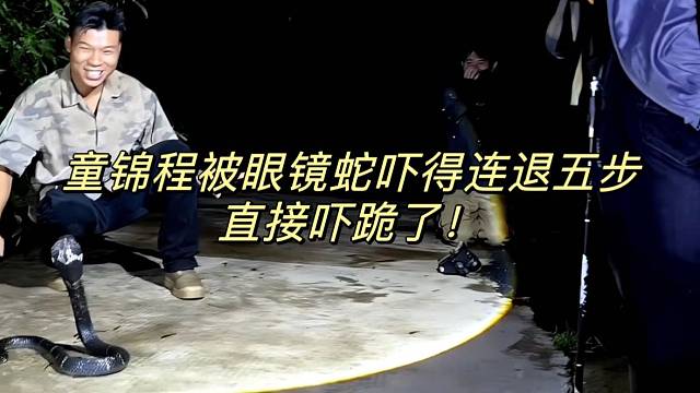 童锦程被眼镜蛇吓得连退五步 直接吓跪了！