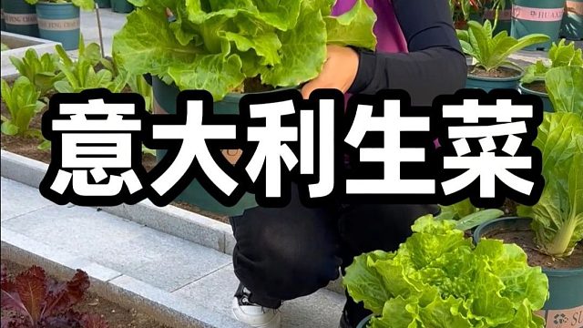 秋播种菜，别忘了意大利生菜#意大利生菜