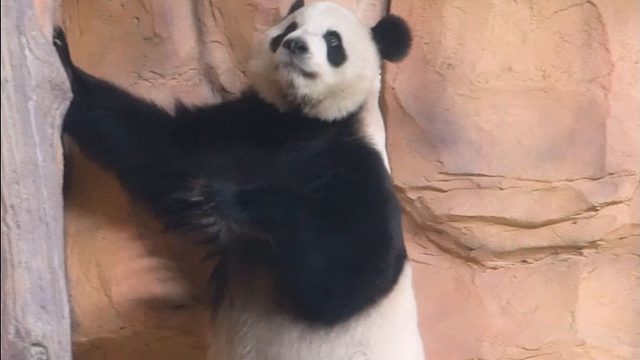 人里人气的公主熊