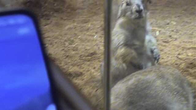 或许人类永远无法知道土拨鼠的想法