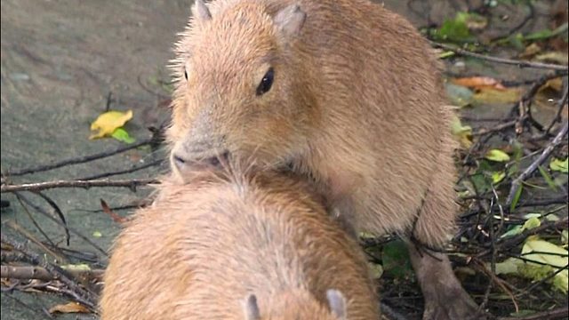 您呼叫的豚豚司机已拒载...