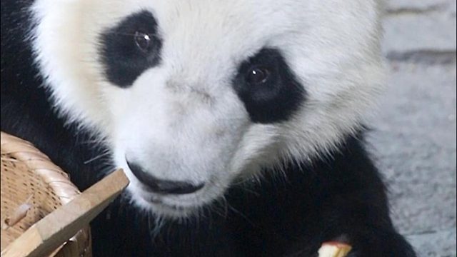 吃甜甜的果，做甜甜的熊