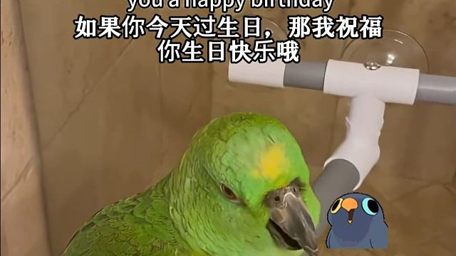 恶魔宠物的可爱时刻